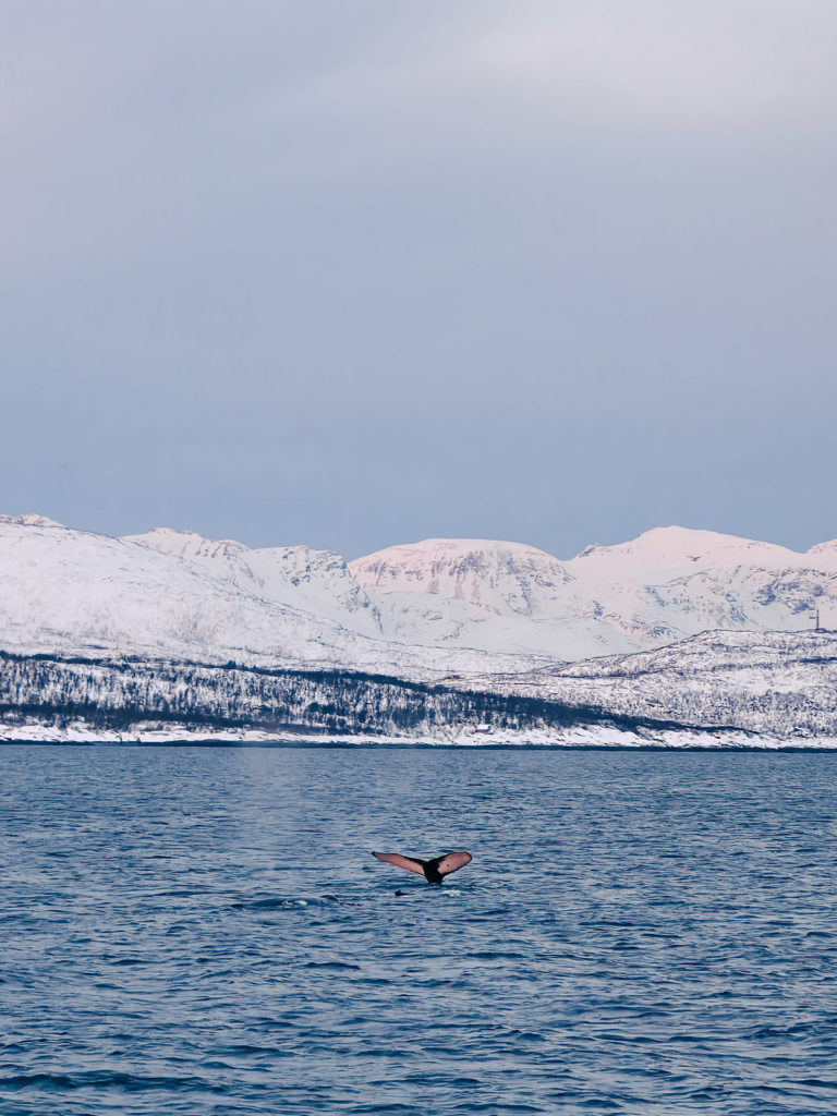 fotopuntoit_oppo_find-x8-pro_tromso_whales_4