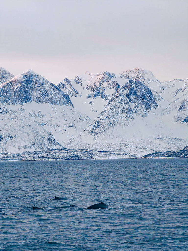 fotopuntoit_oppo_find-x8-pro_tromso_whales_5