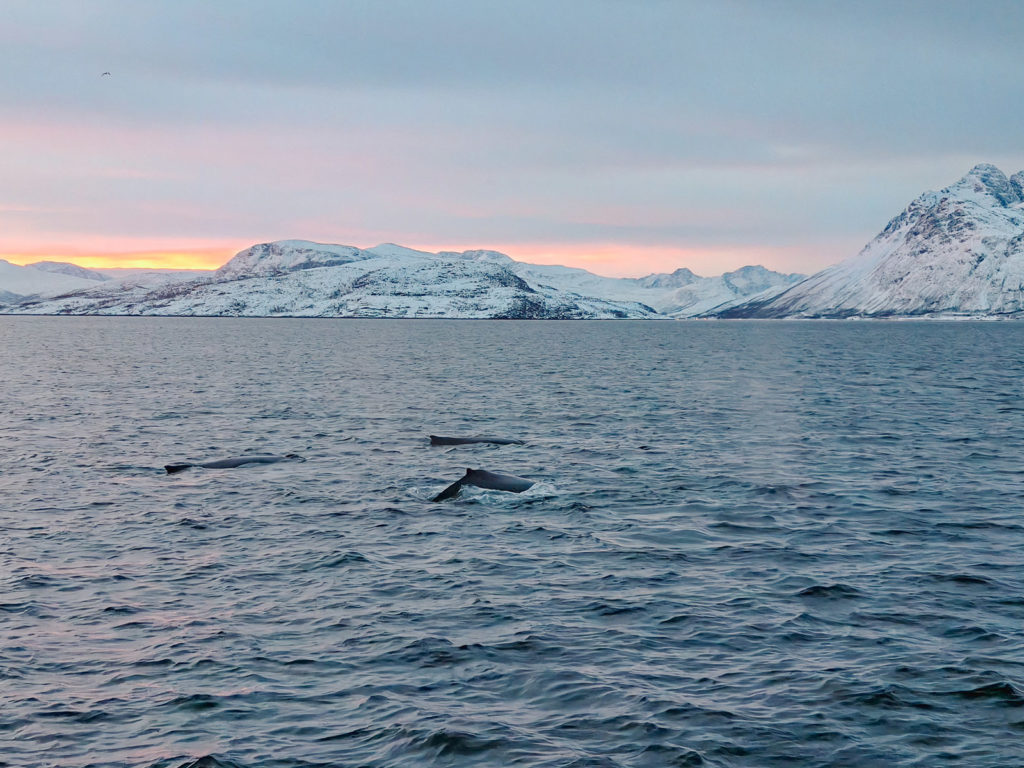 fotopuntoit_oppo_find-x8-pro_tromso_whales_6