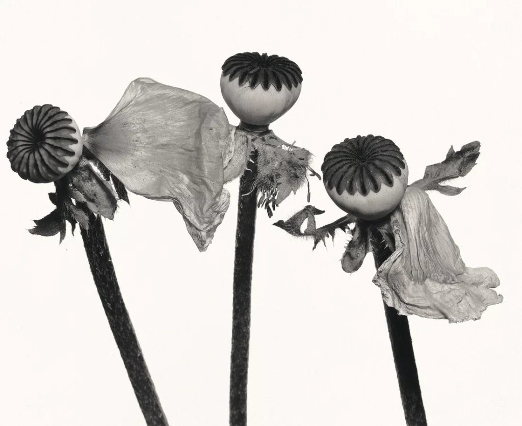 Irving Penn. Single Oriental Poppy, New York, 1968.  Platinum palladium print mounted to aluminum 17" × 20-7/8" (43.2 cm × 53 cm), image 22" × 25" (55.9 cm × 63.5 cm), paper 22" × 26" (55.9 cm × 66 cm), mount